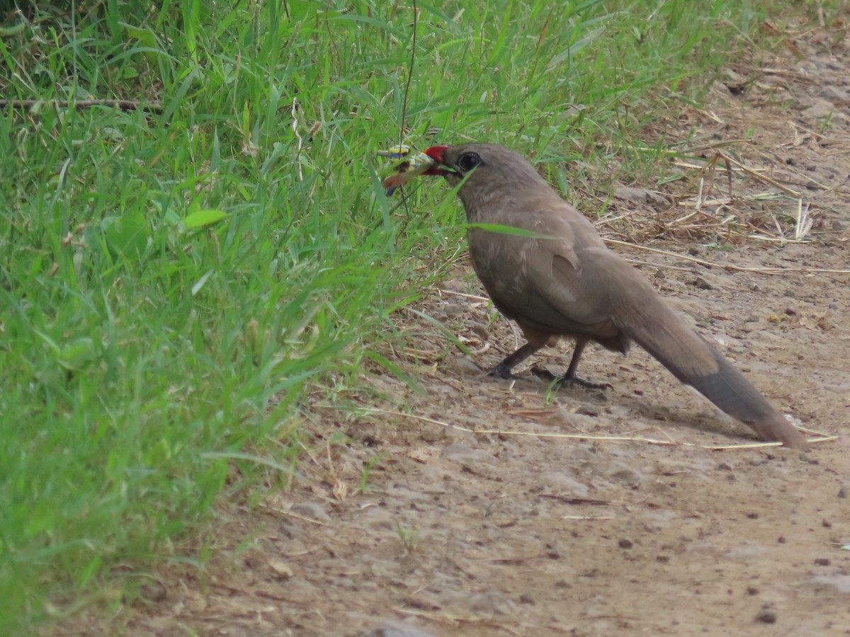 Sirkeer Malkoha - ML641099061