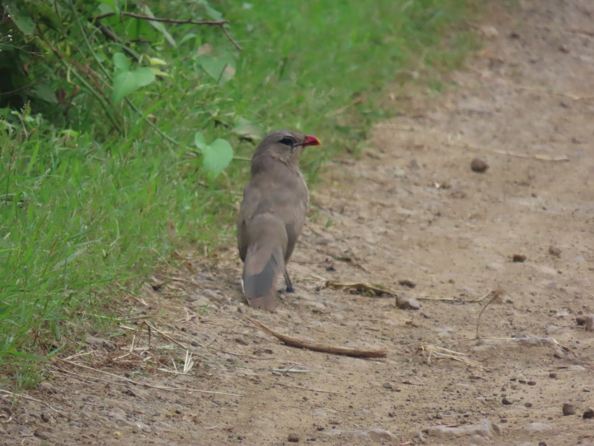 Sirkeer Malkoha - ML641099062
