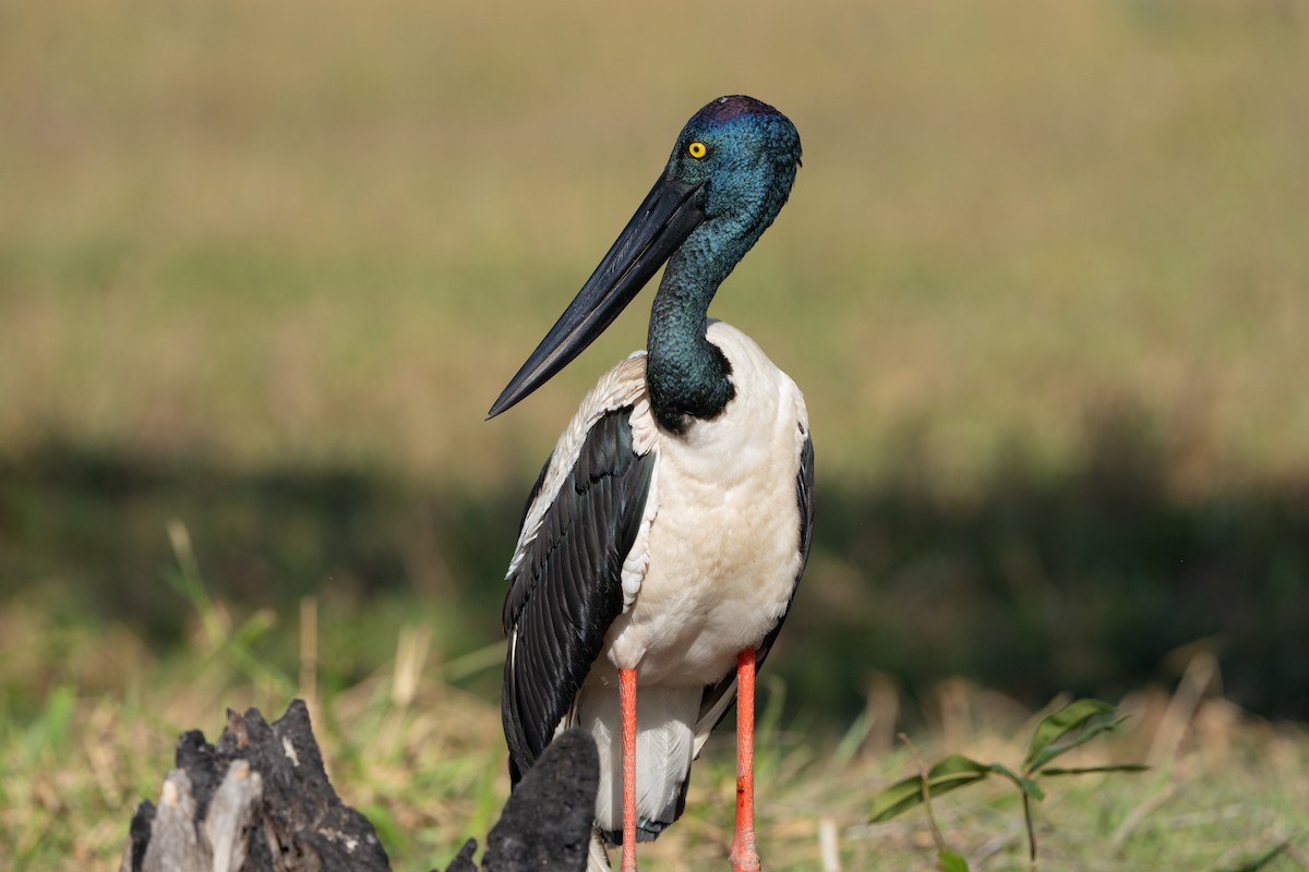 Black-necked Stork - ML641099132