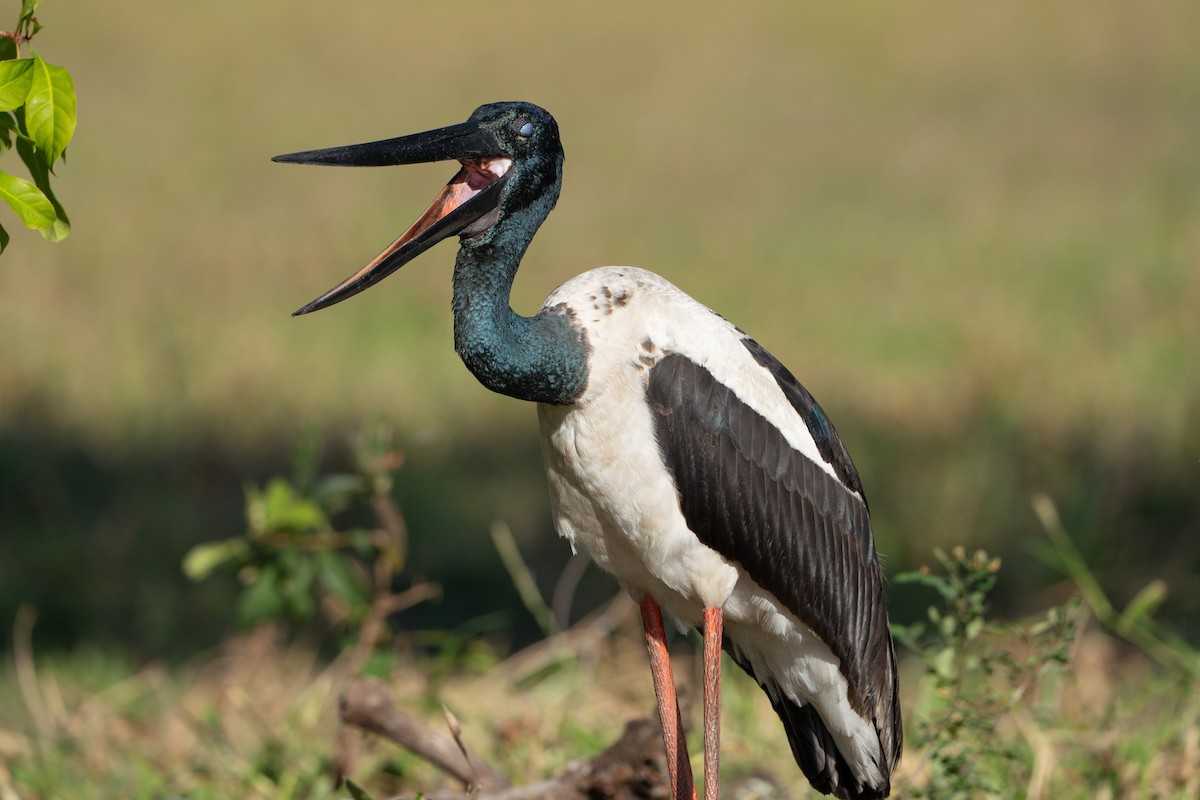 Black-necked Stork - ML641099133