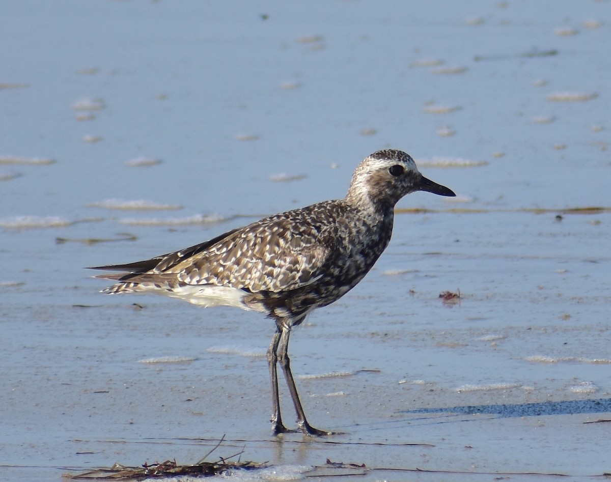 Black-bellied Plover - ML641099159