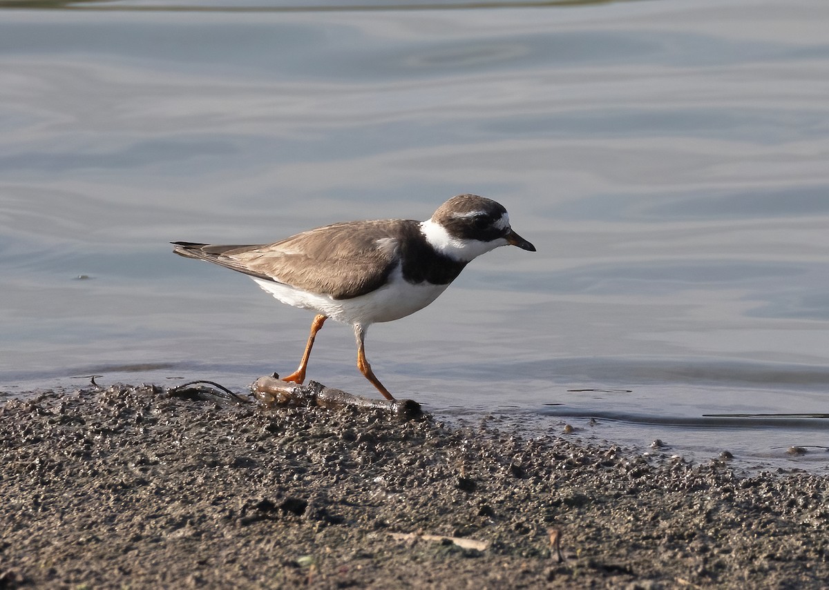 Common Ringed Plover - ML641099175