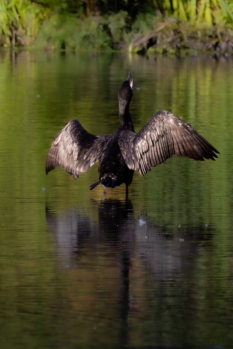 Double-crested Cormorant - ML641099184
