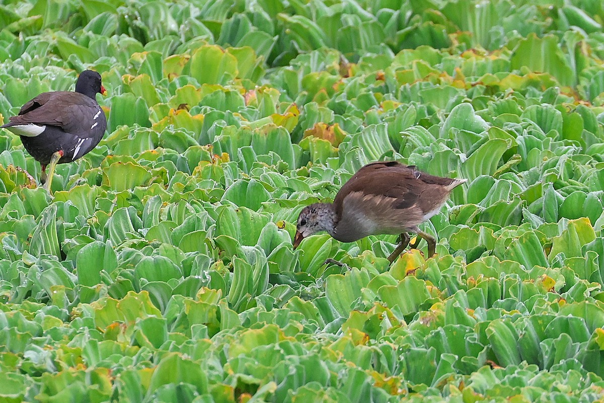 Eurasian Moorhen - ML641099212