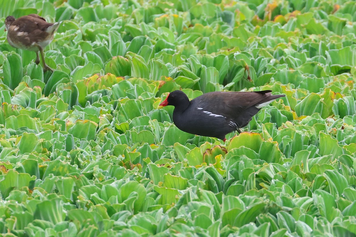 Eurasian Moorhen - ML641099213