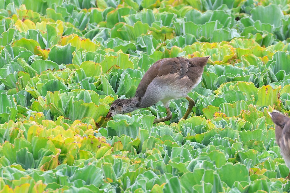 Eurasian Moorhen - ML641099214