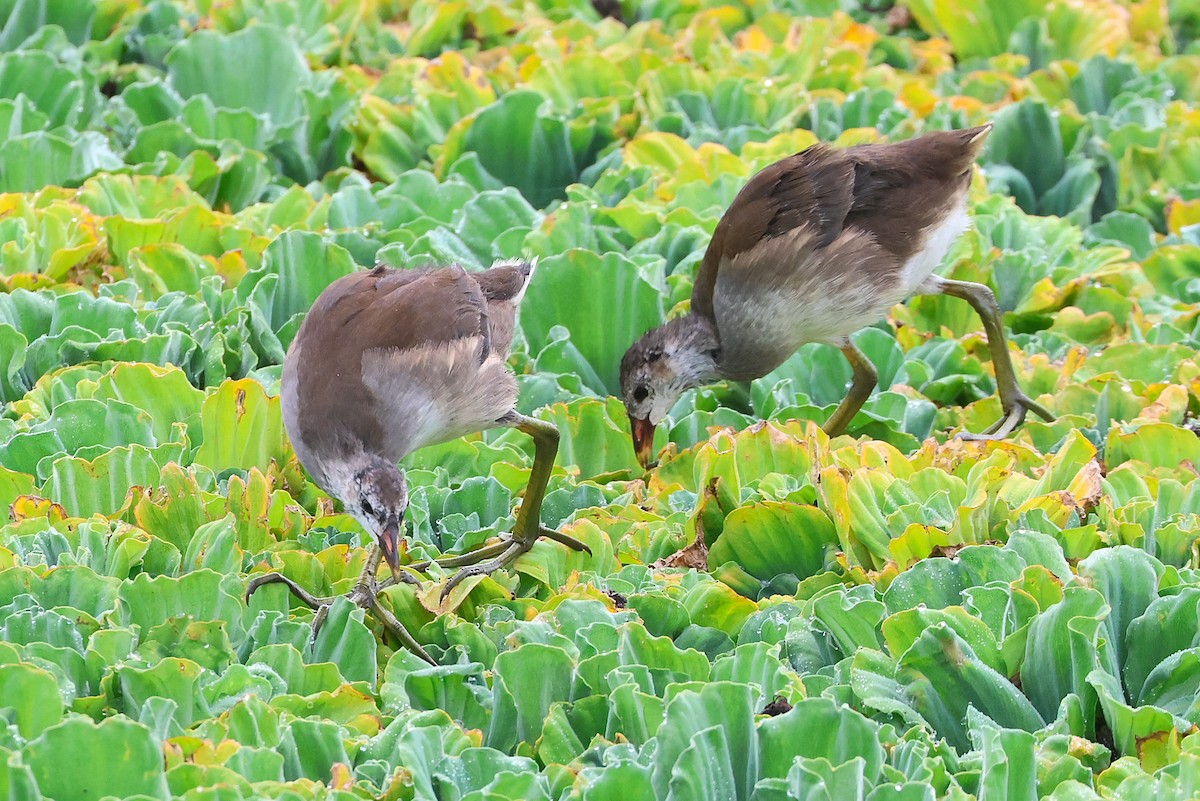 Eurasian Moorhen - ML641099215