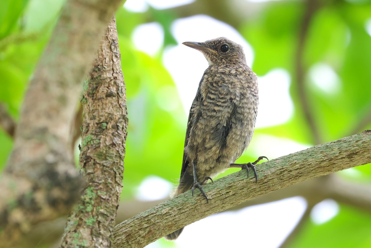 Blue Rock-Thrush - ML641099222