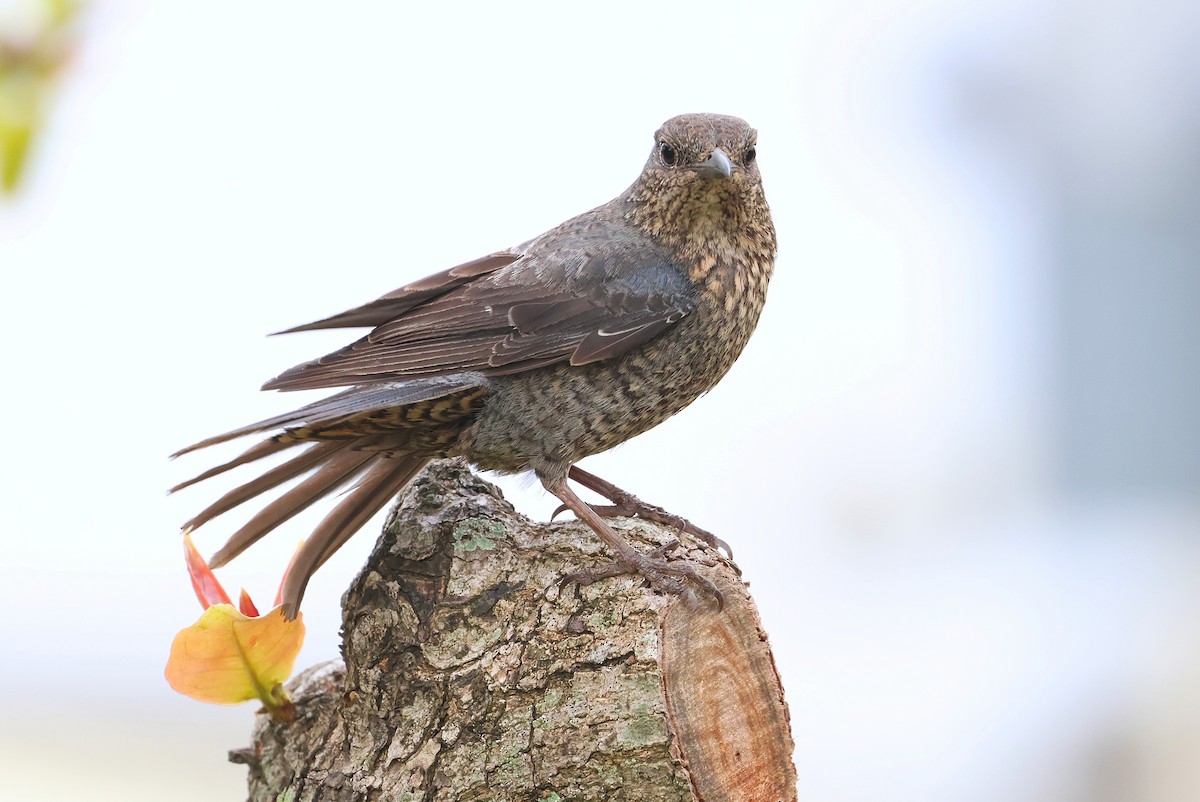 Blue Rock-Thrush - ML641099223