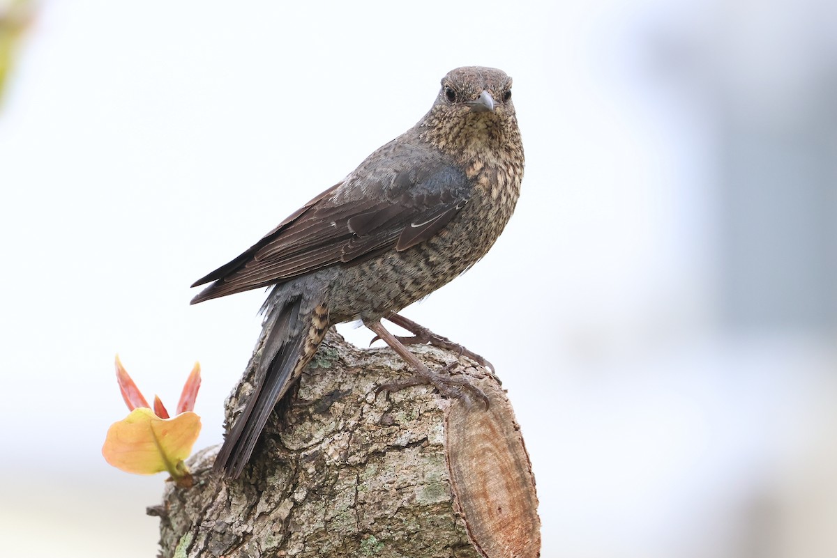 Blue Rock-Thrush - ML641099224