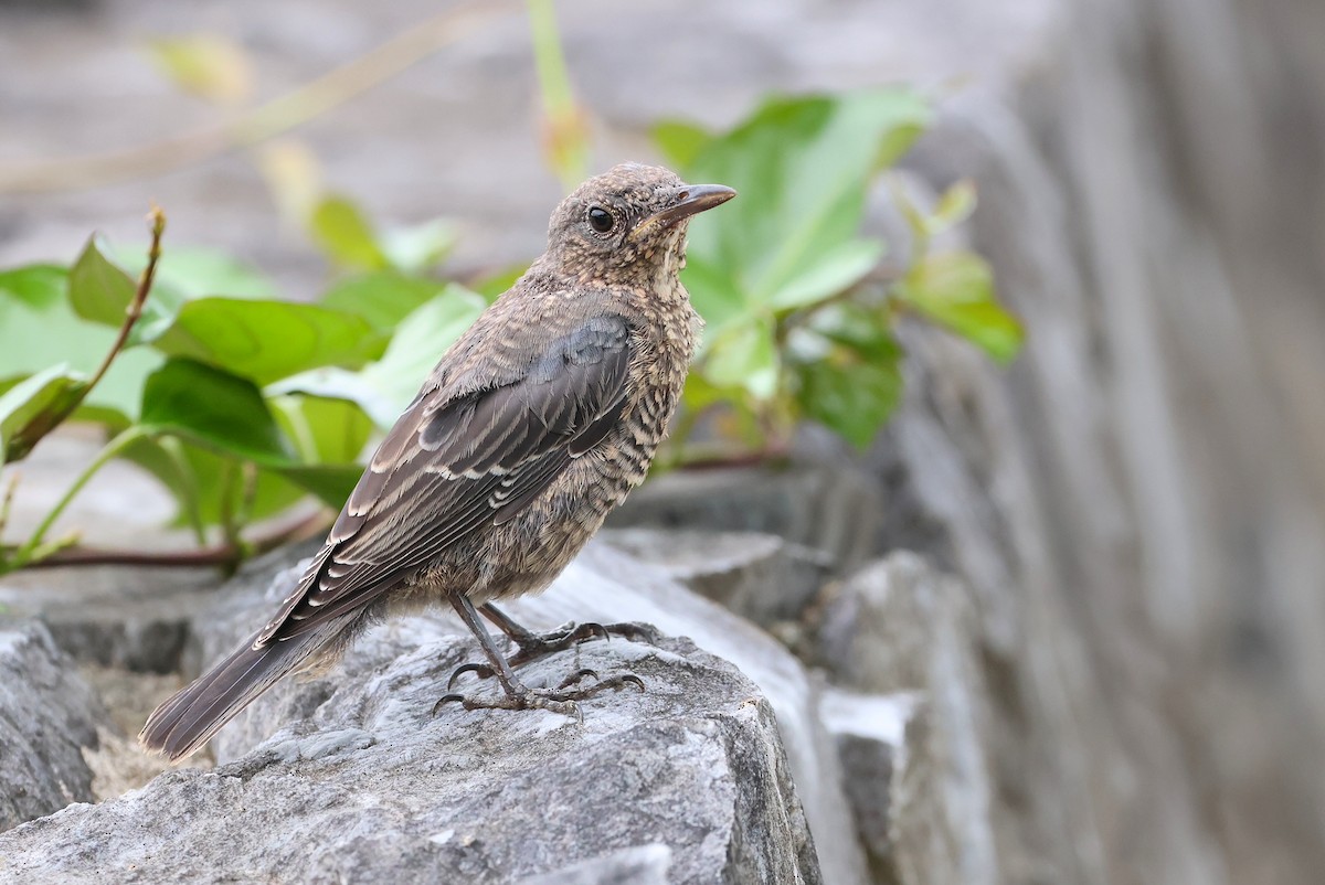 Blue Rock-Thrush - ML641099226