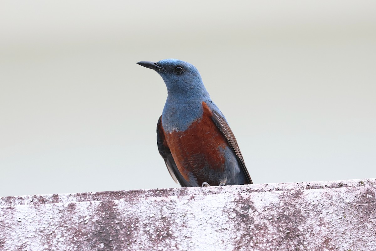 Blue Rock-Thrush - ML641099227