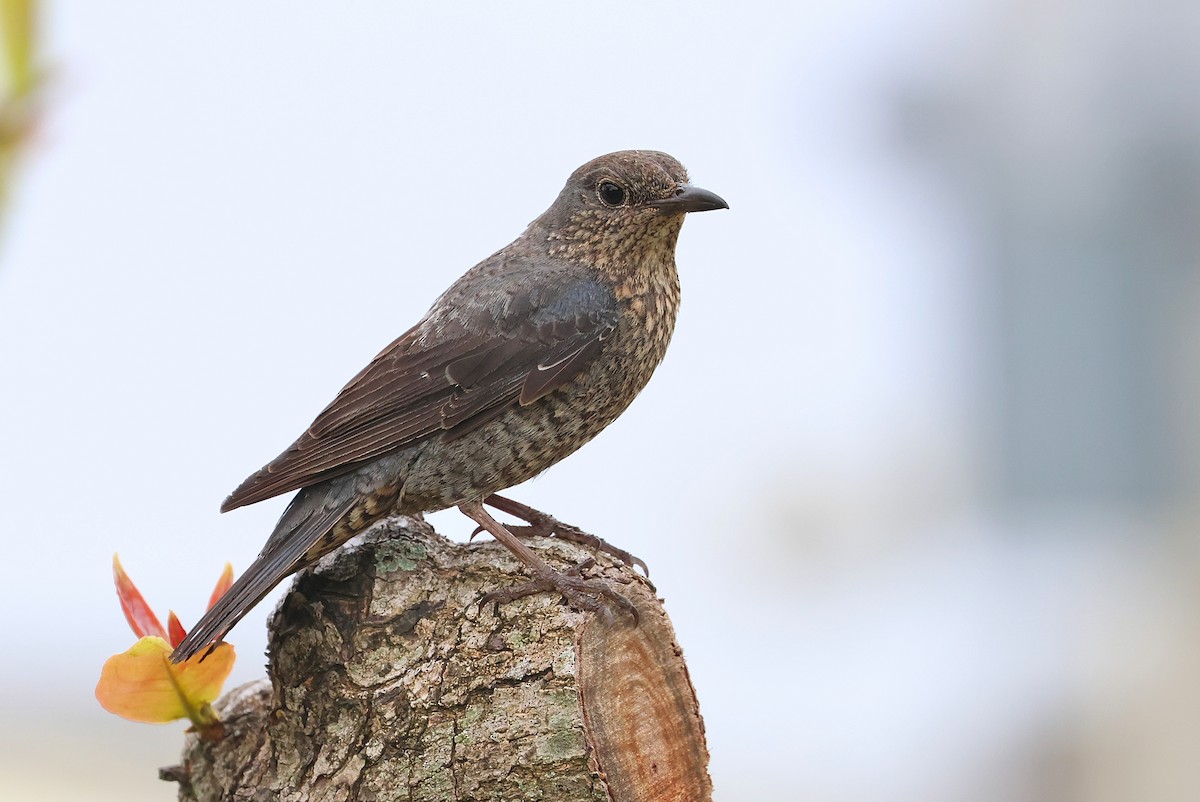 Blue Rock-Thrush - ML641099228