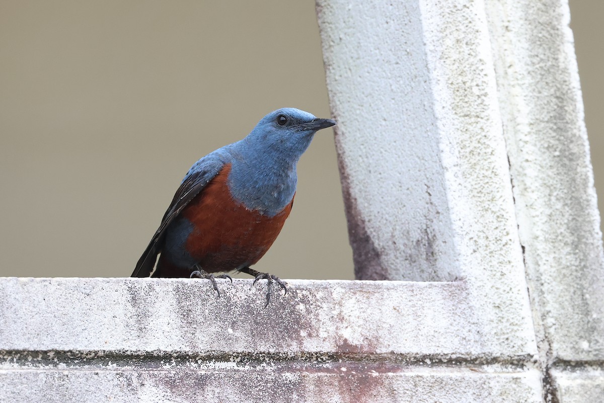 Blue Rock-Thrush - ML641099229