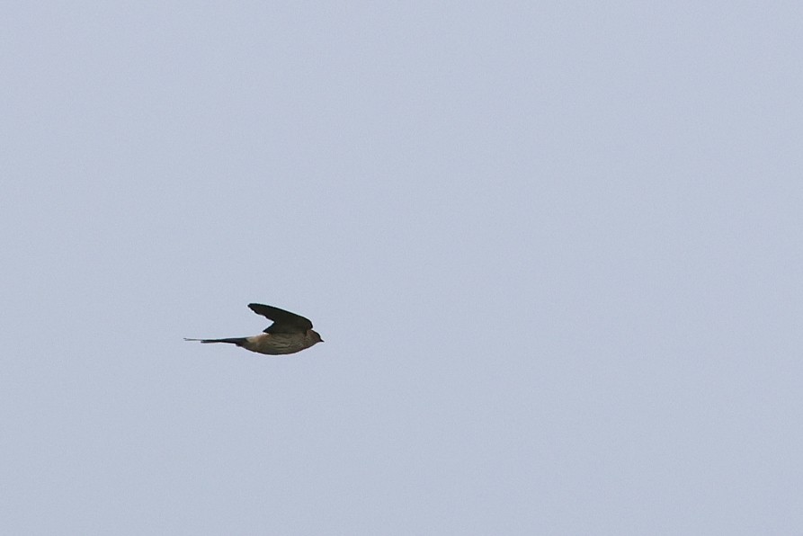 Eastern Red-rumped Swallow - ML641099232