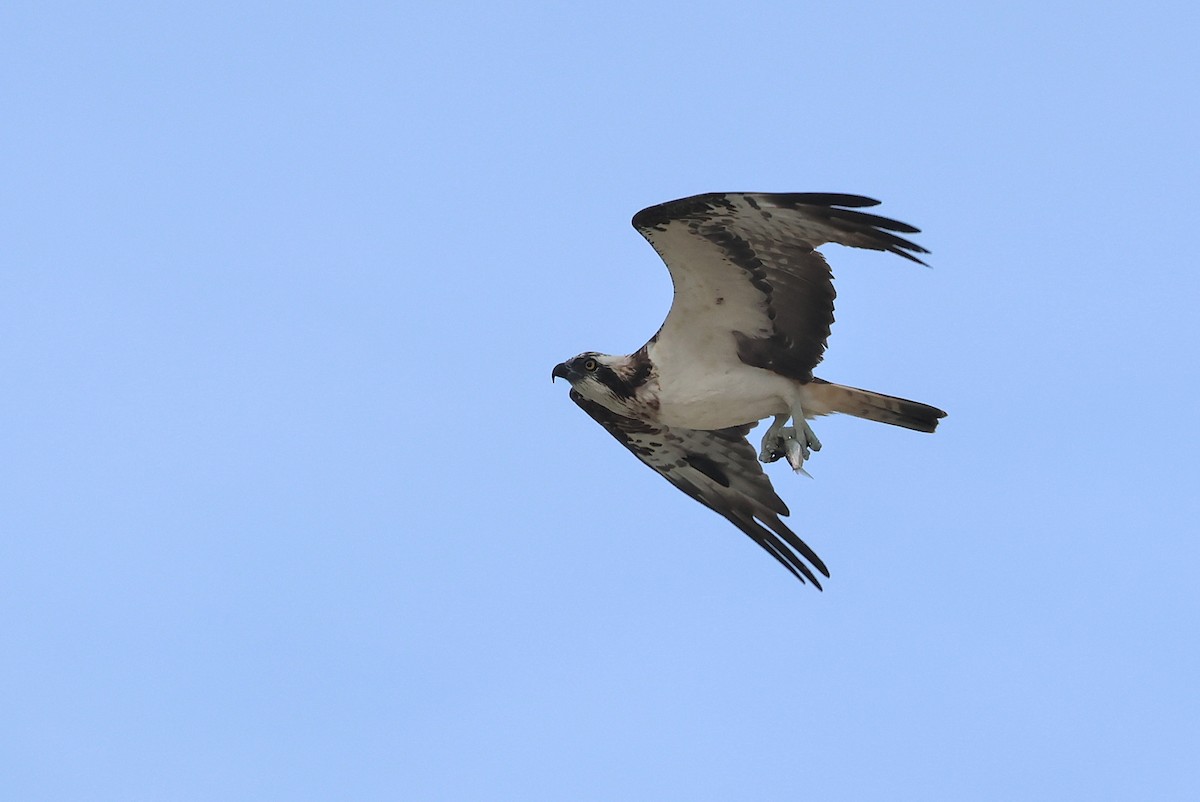 Osprey - ML641099238