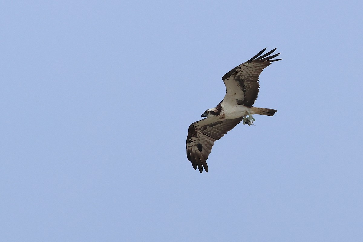 Osprey - ML641099239