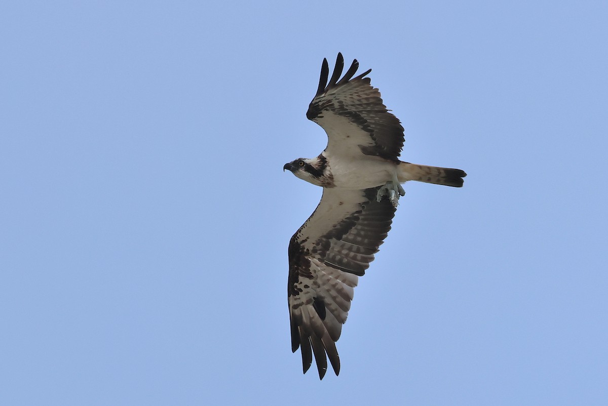 Osprey - ML641099240