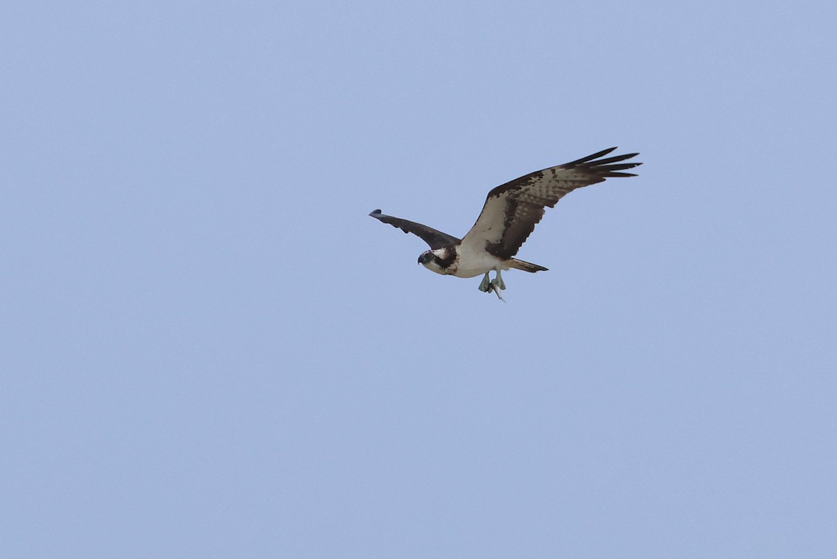 Osprey - ML641099241