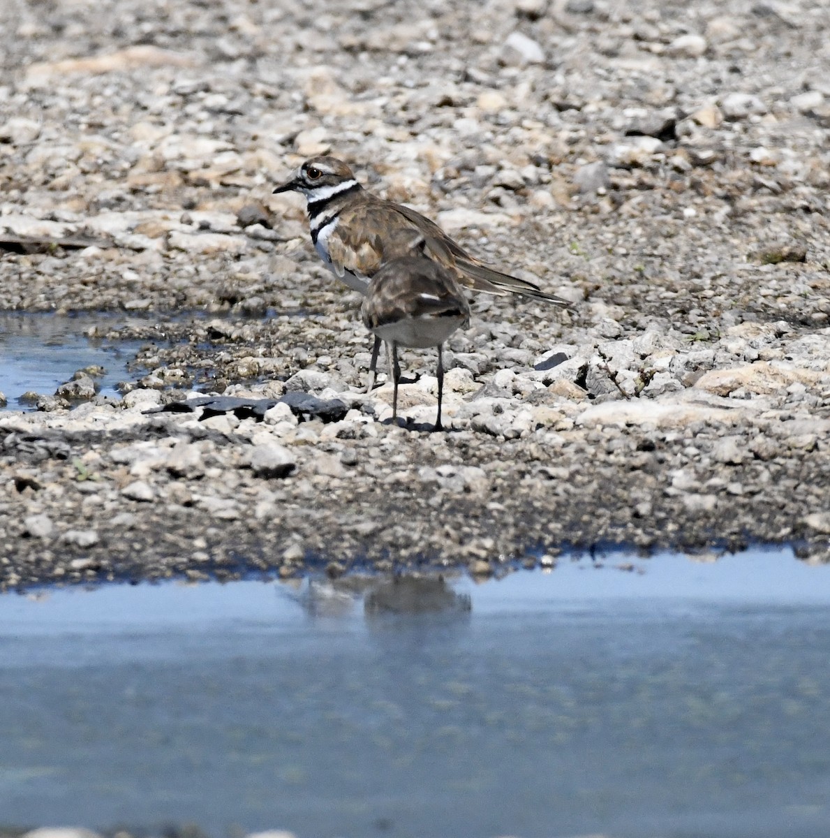 Killdeer - ML641099245