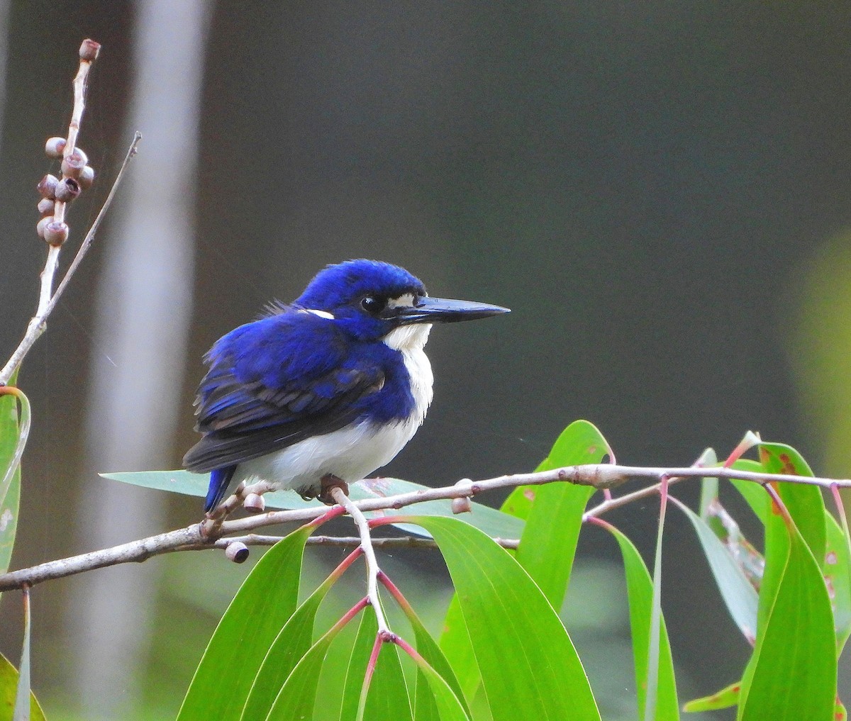 Little Kingfisher - ML641099253