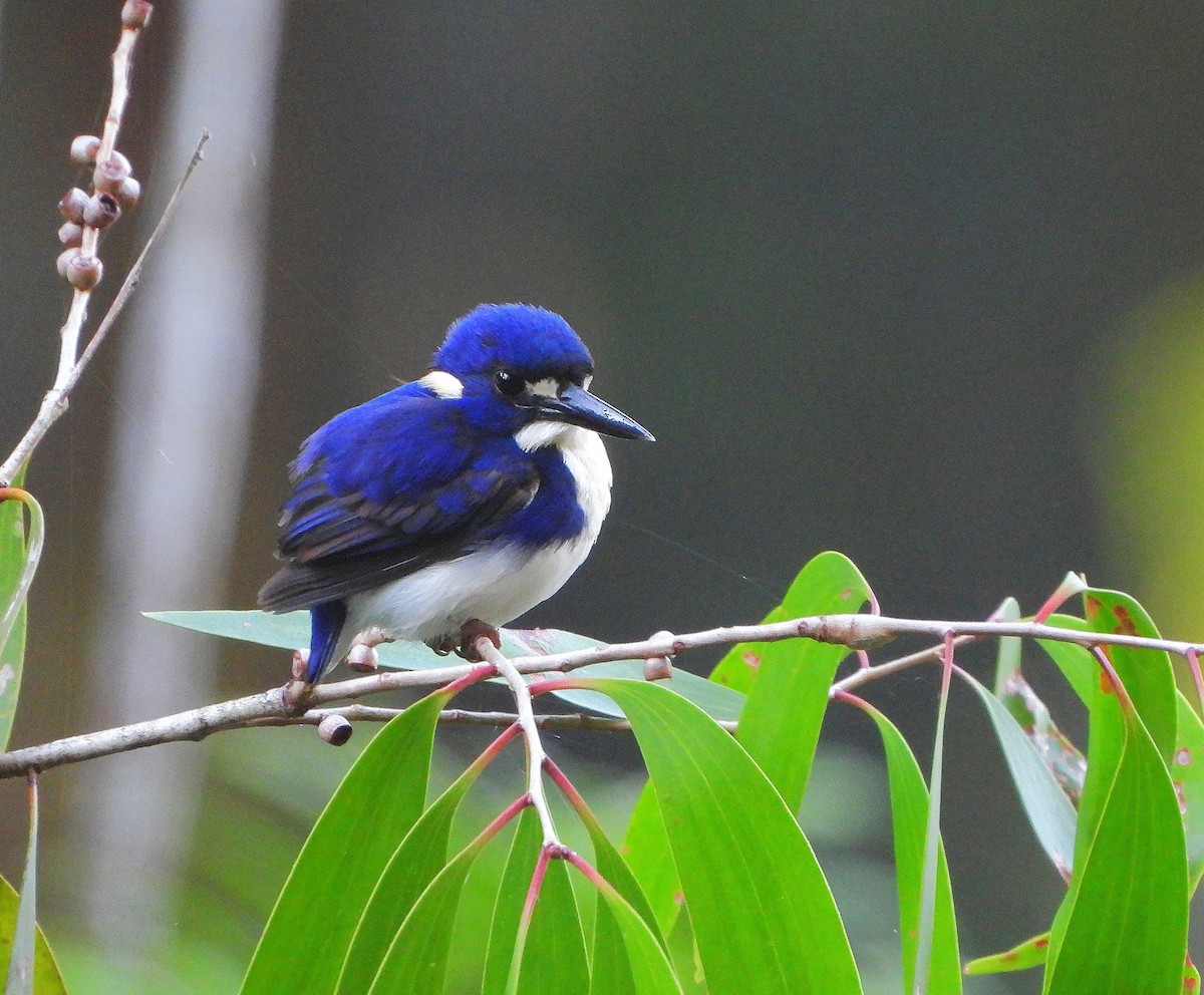 Little Kingfisher - ML641099258