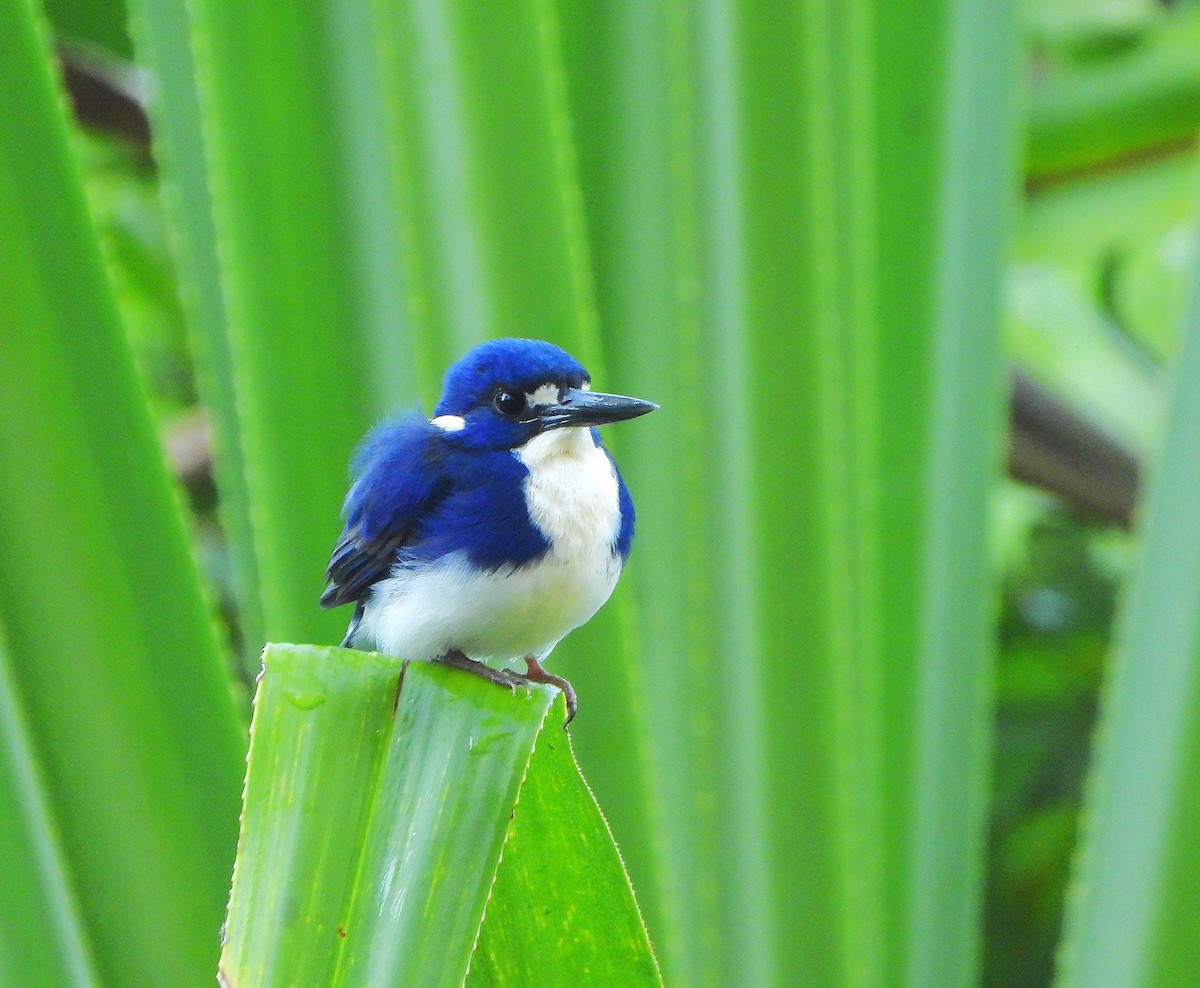 Little Kingfisher - ML641099259