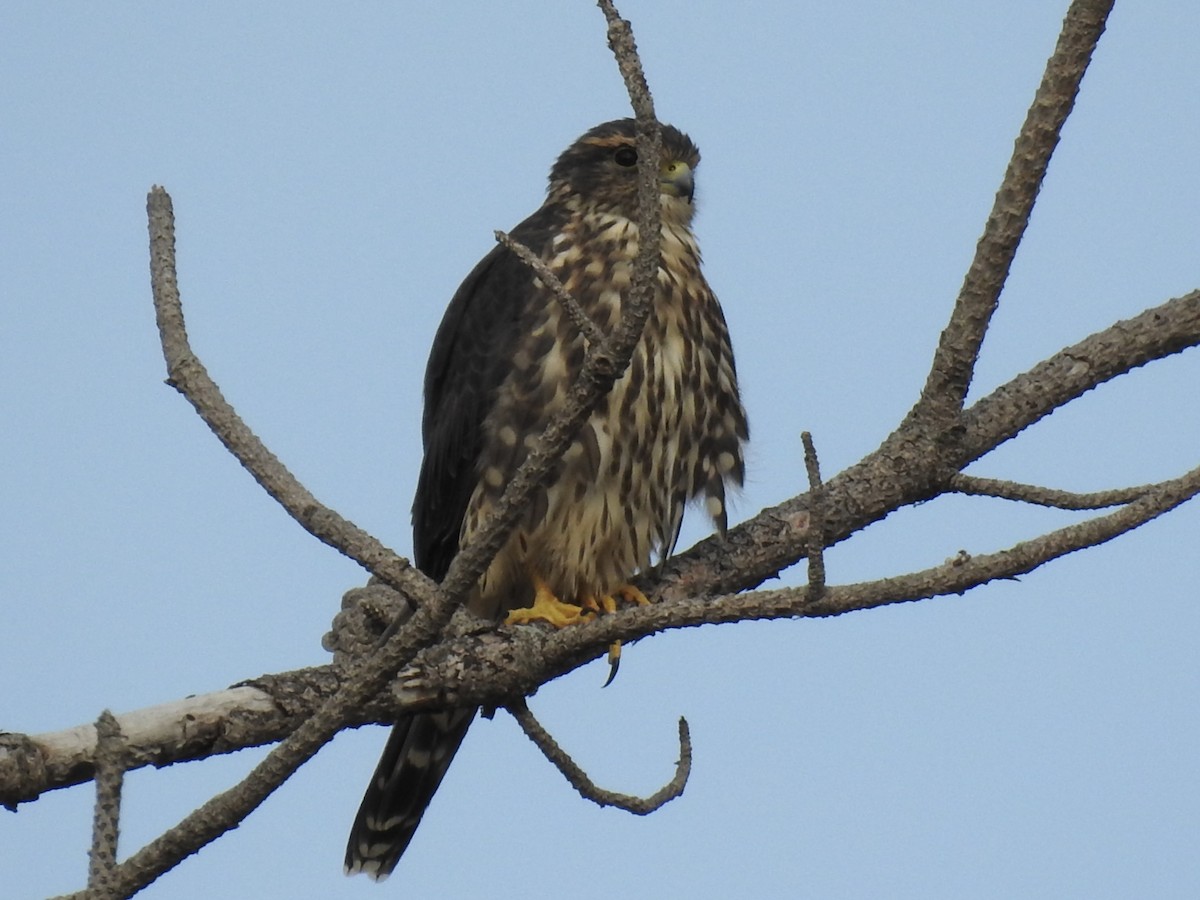 Merlin - ML641099262