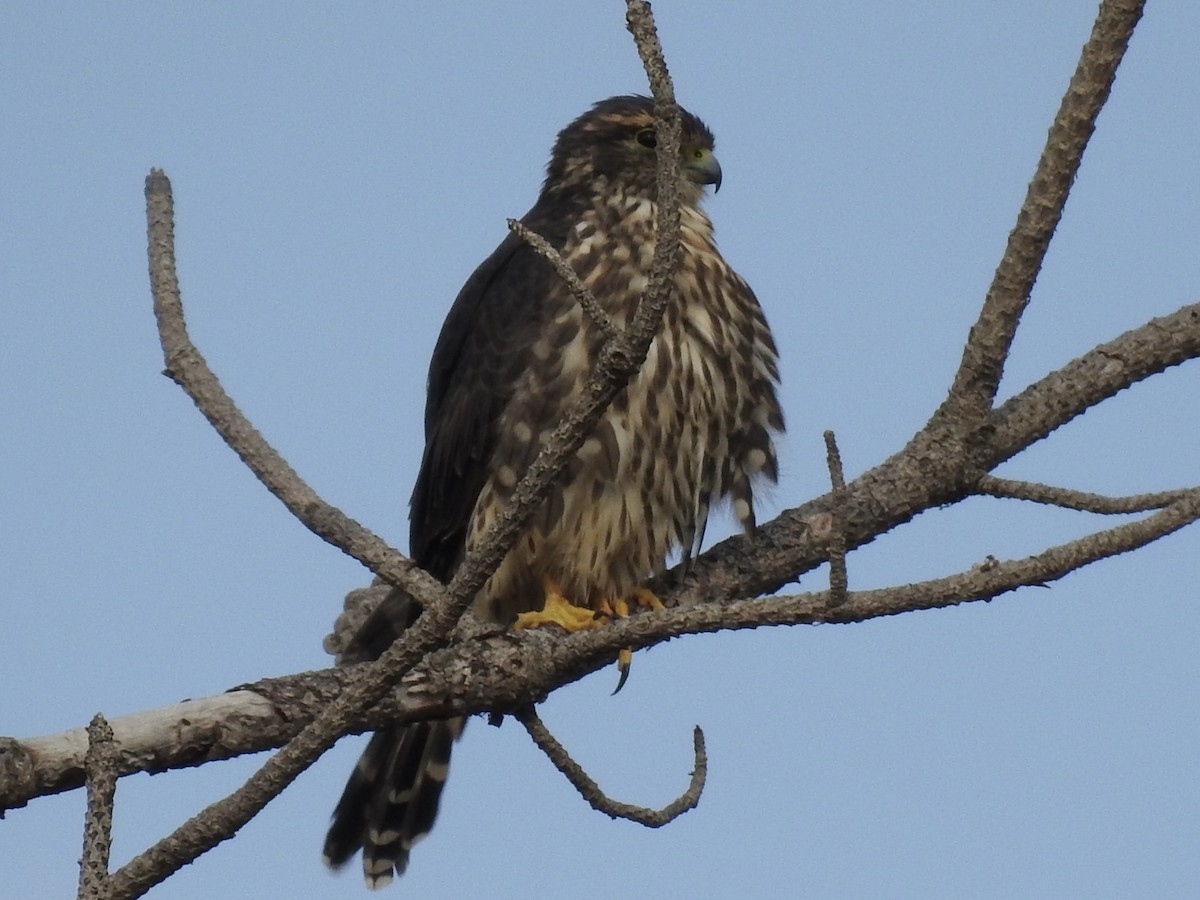 Merlin - ML641099263