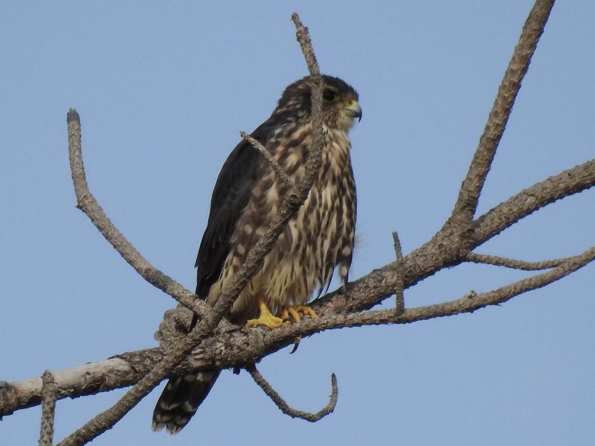 Merlin - ML641099264