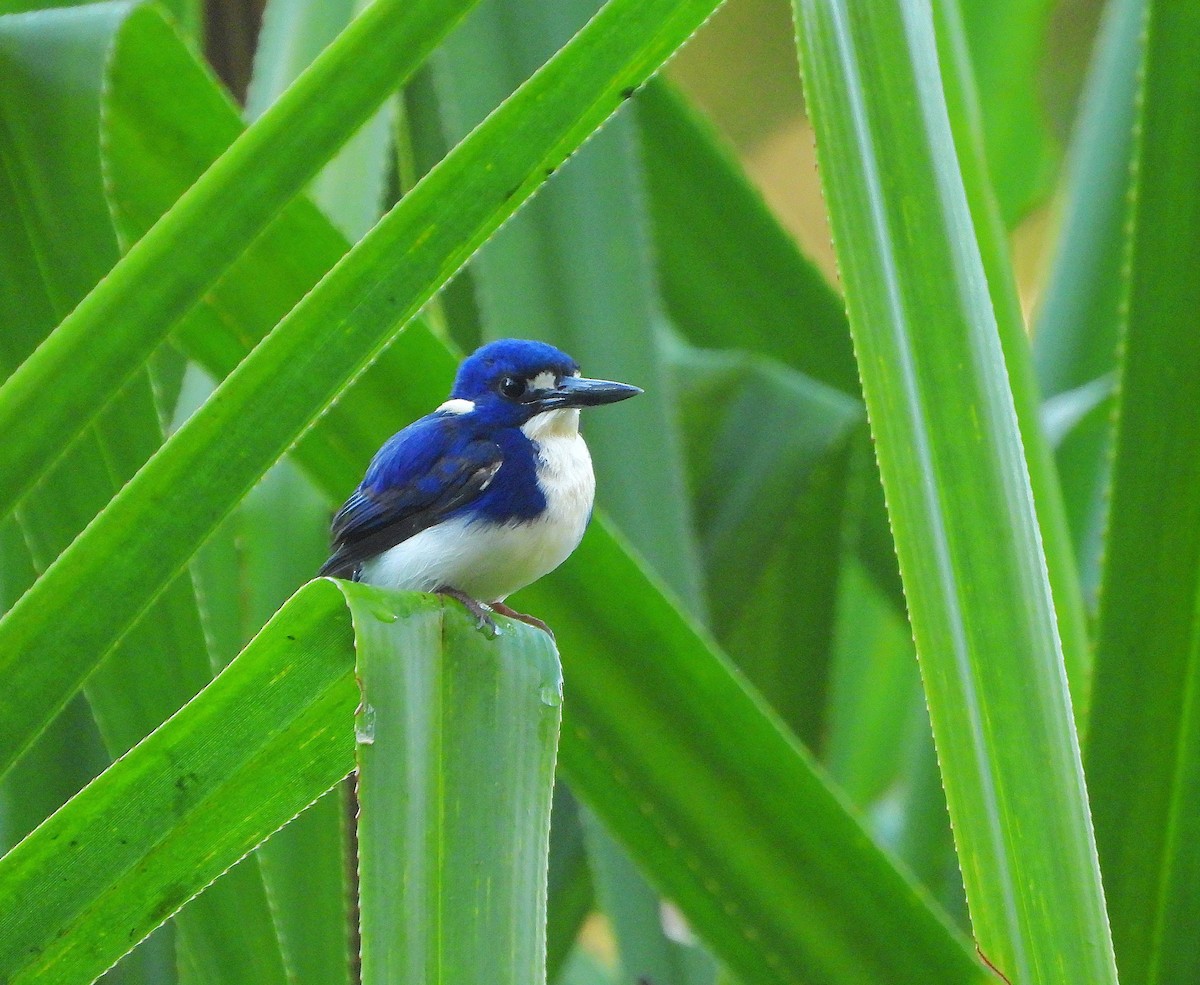 Little Kingfisher - ML641099267