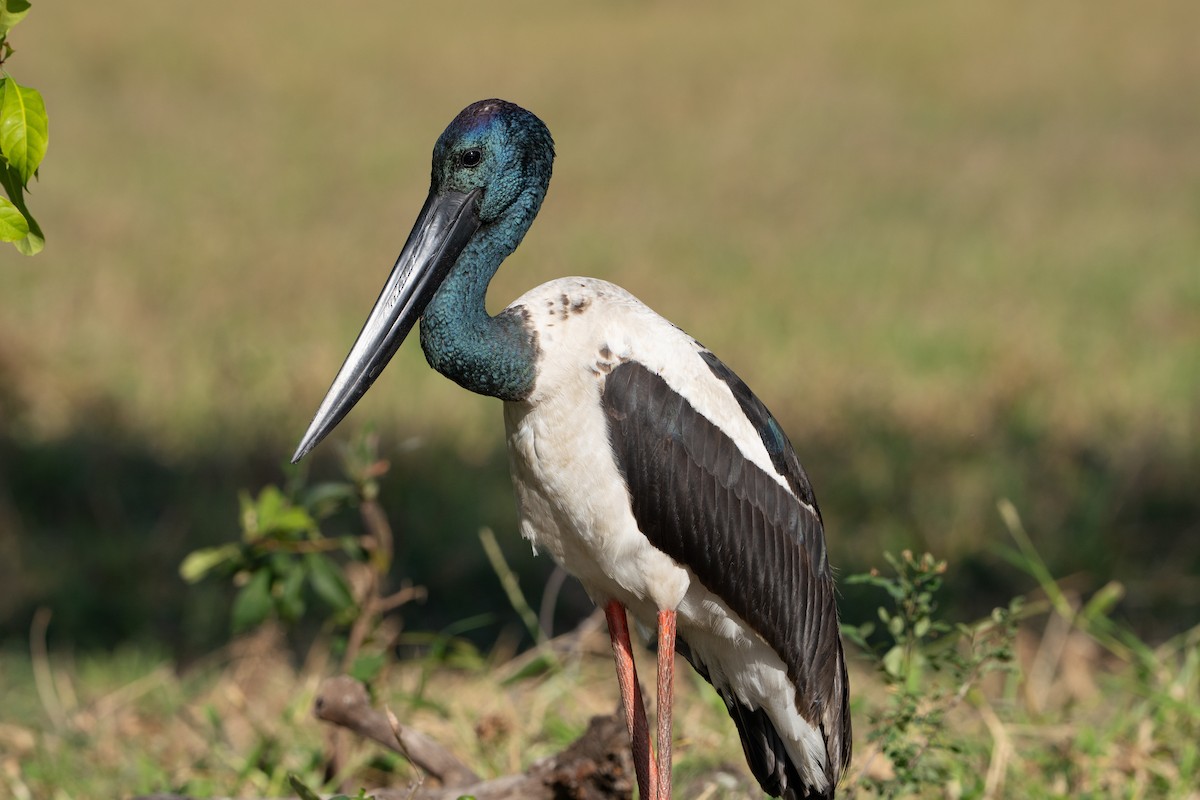 Black-necked Stork - ML641099279
