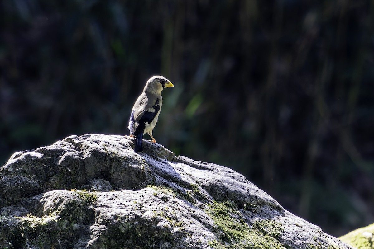 Japanese Grosbeak - ML641099296
