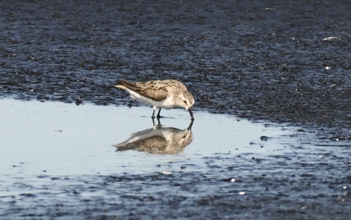 Least Sandpiper - ML641099300