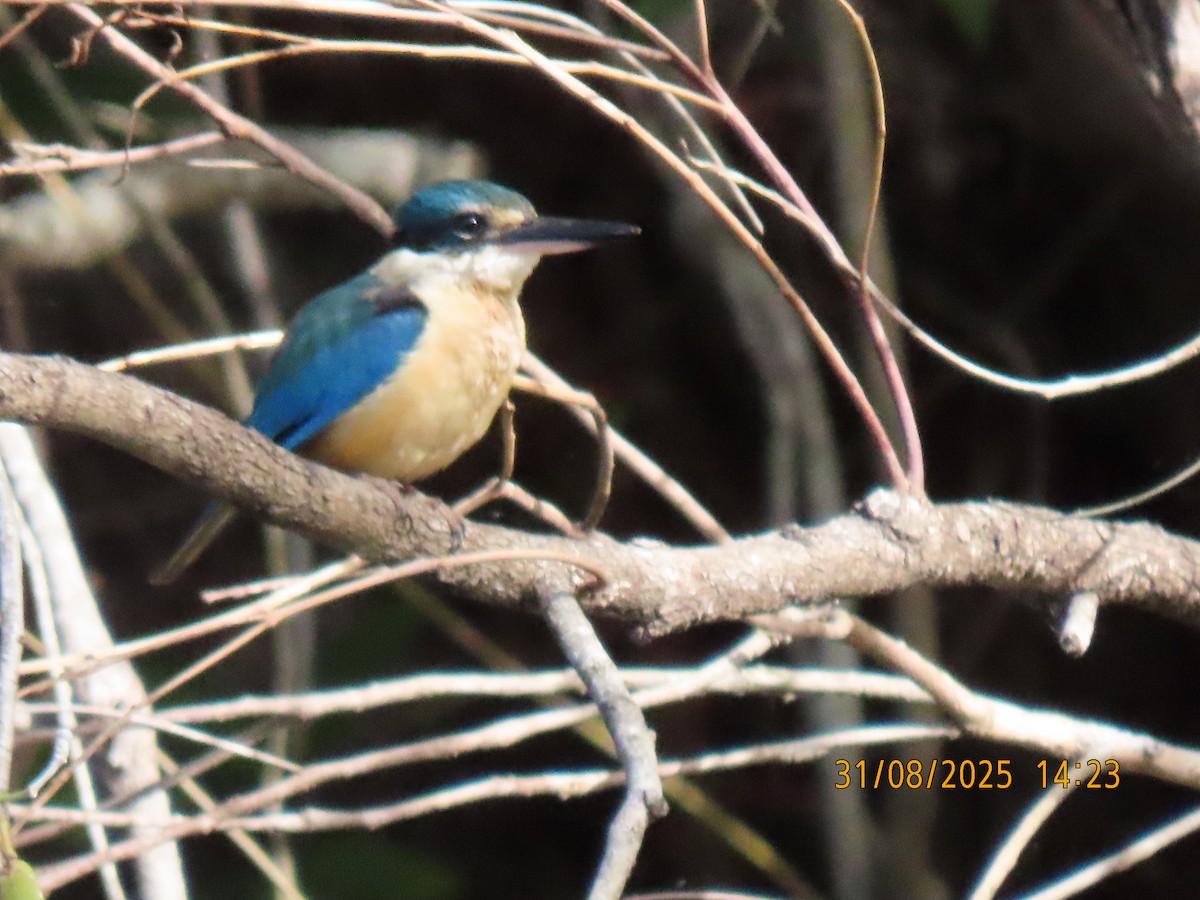 Sacred Kingfisher - ML641099305
