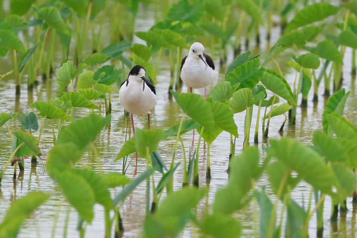 Black-winged Stilt - ML641099306