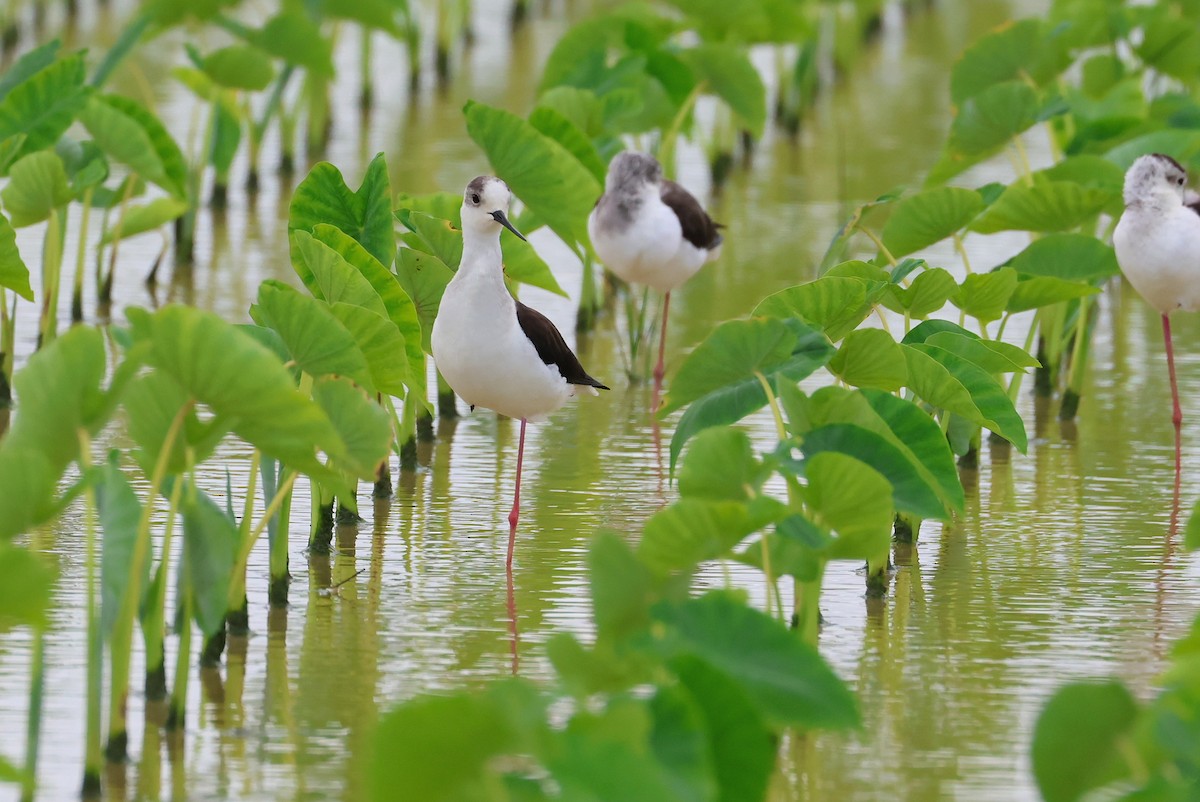 Black-winged Stilt - ML641099307