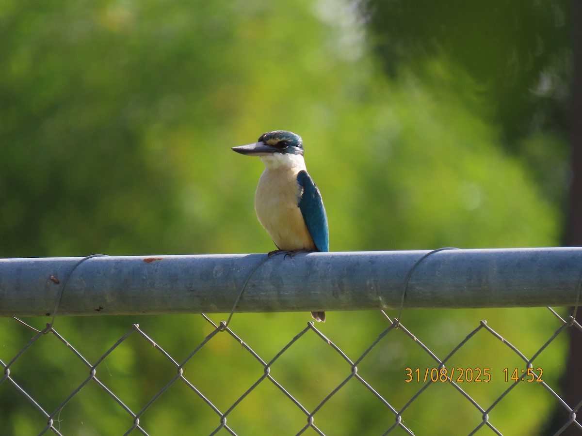 Sacred Kingfisher - ML641099313