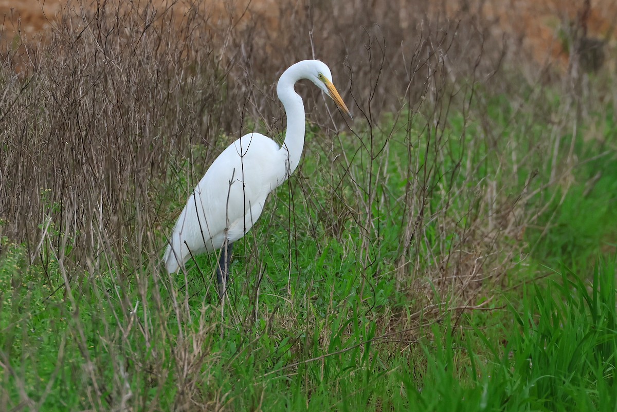 Great Egret (modesta) - ML641099314