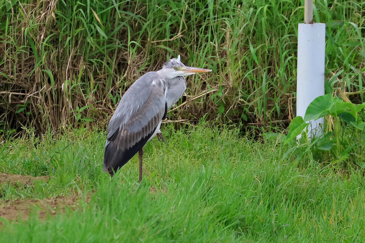 Gray Heron - ML641099315