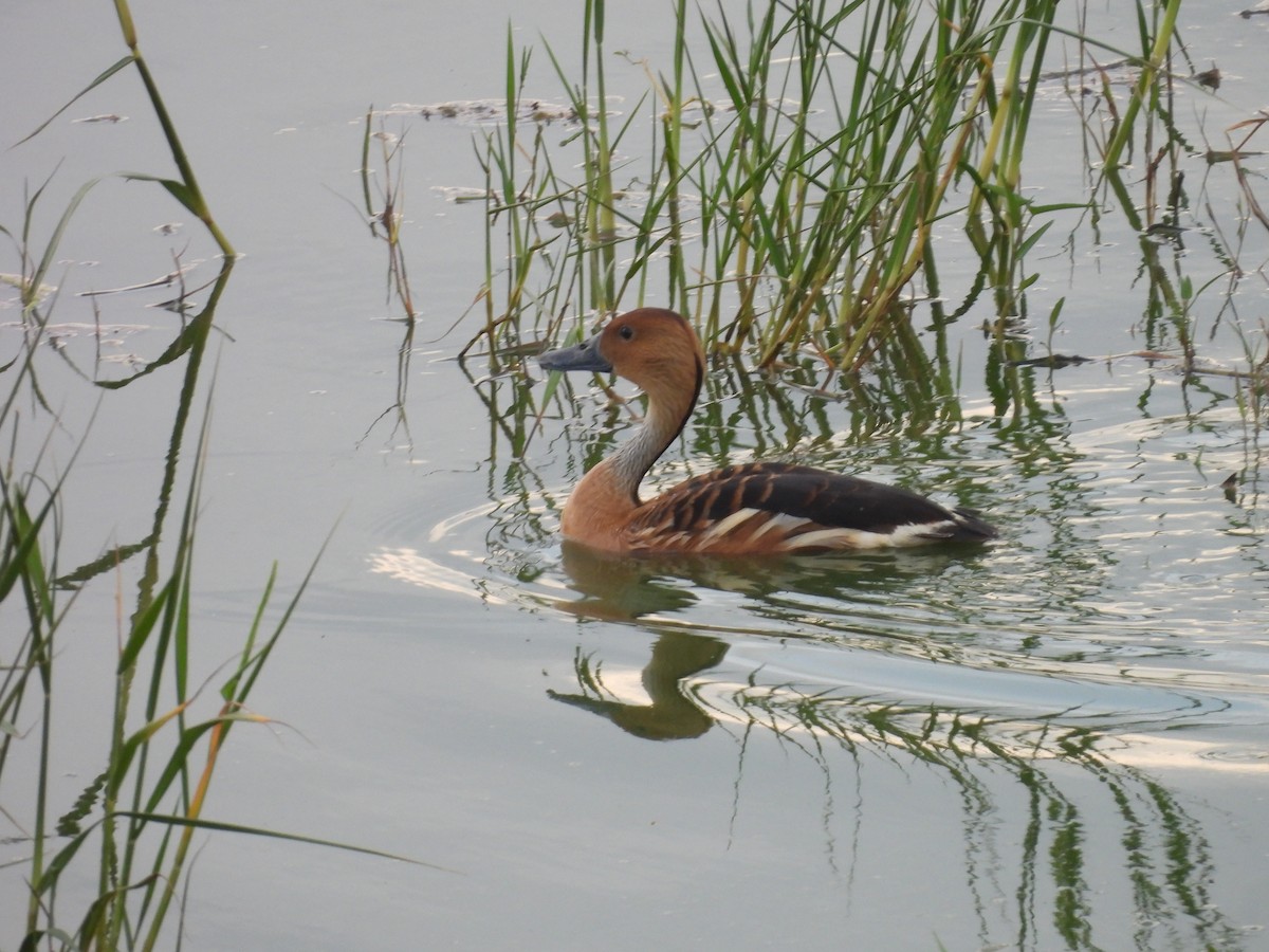 anatidé sp. (canard sp.) - ML641099320