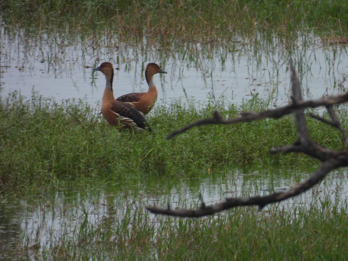 anatidé sp. (canard sp.) - ML641099321