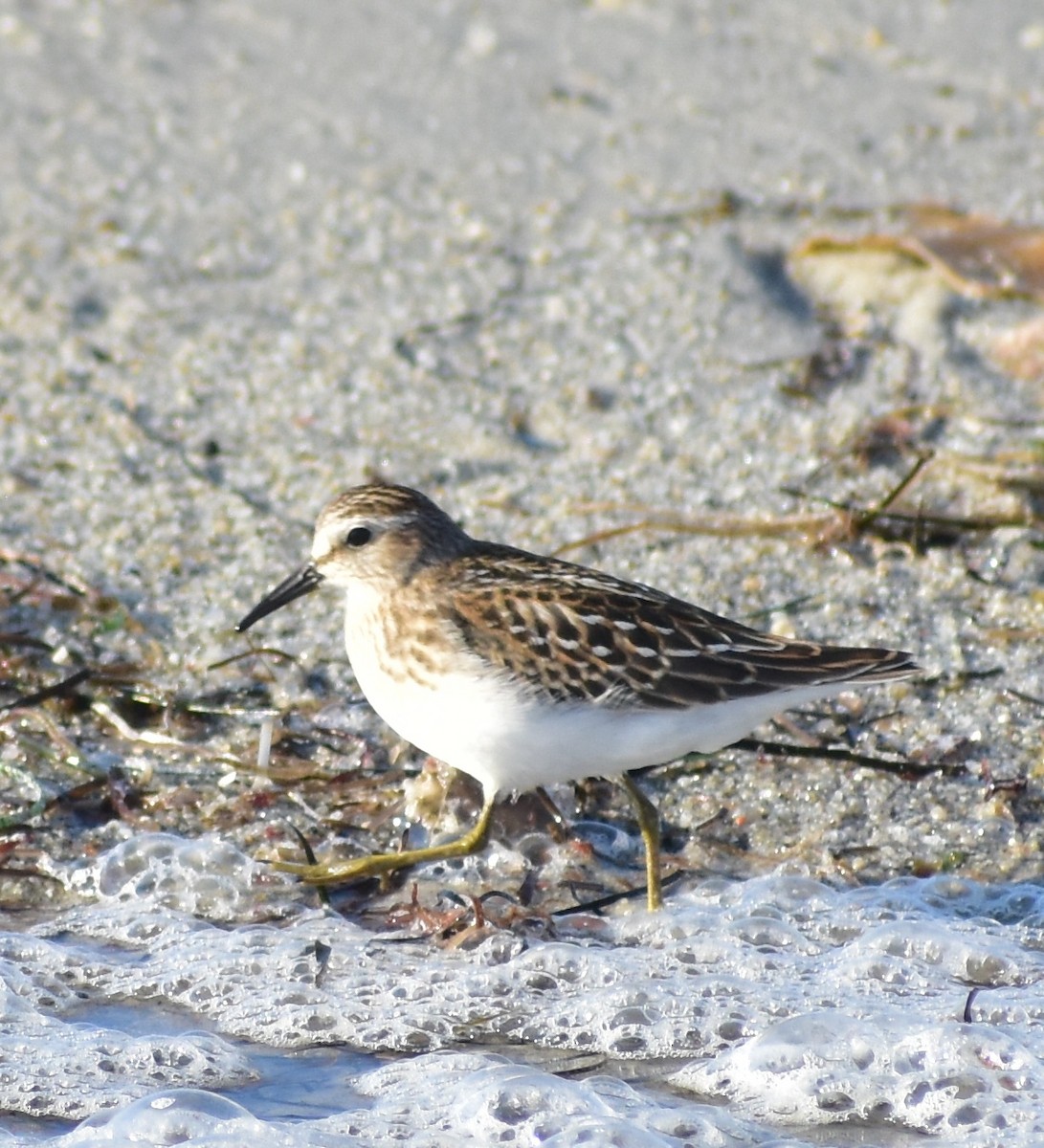 Least Sandpiper - ML641099322