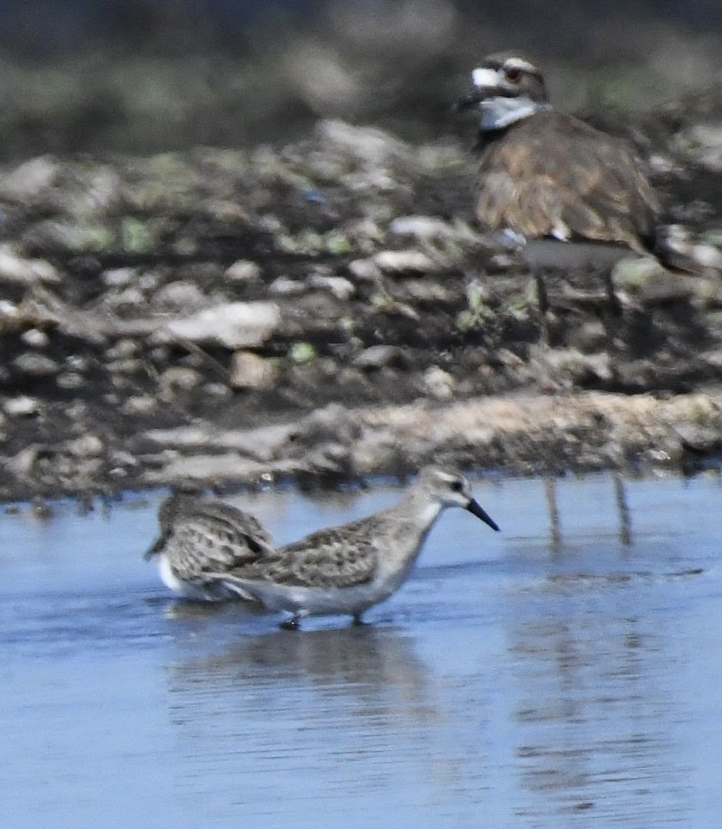 Semipalmated Sandpiper - ML641099324