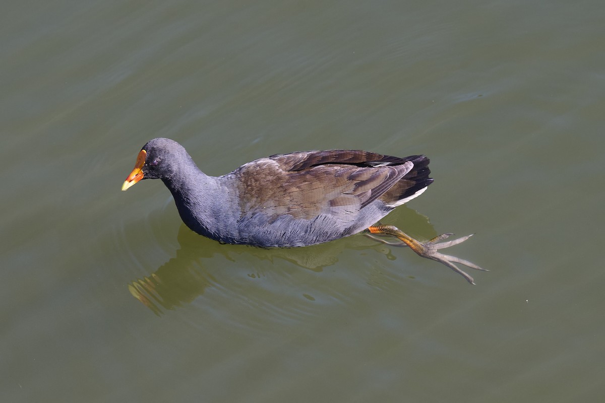 Dusky Moorhen - ML641099325