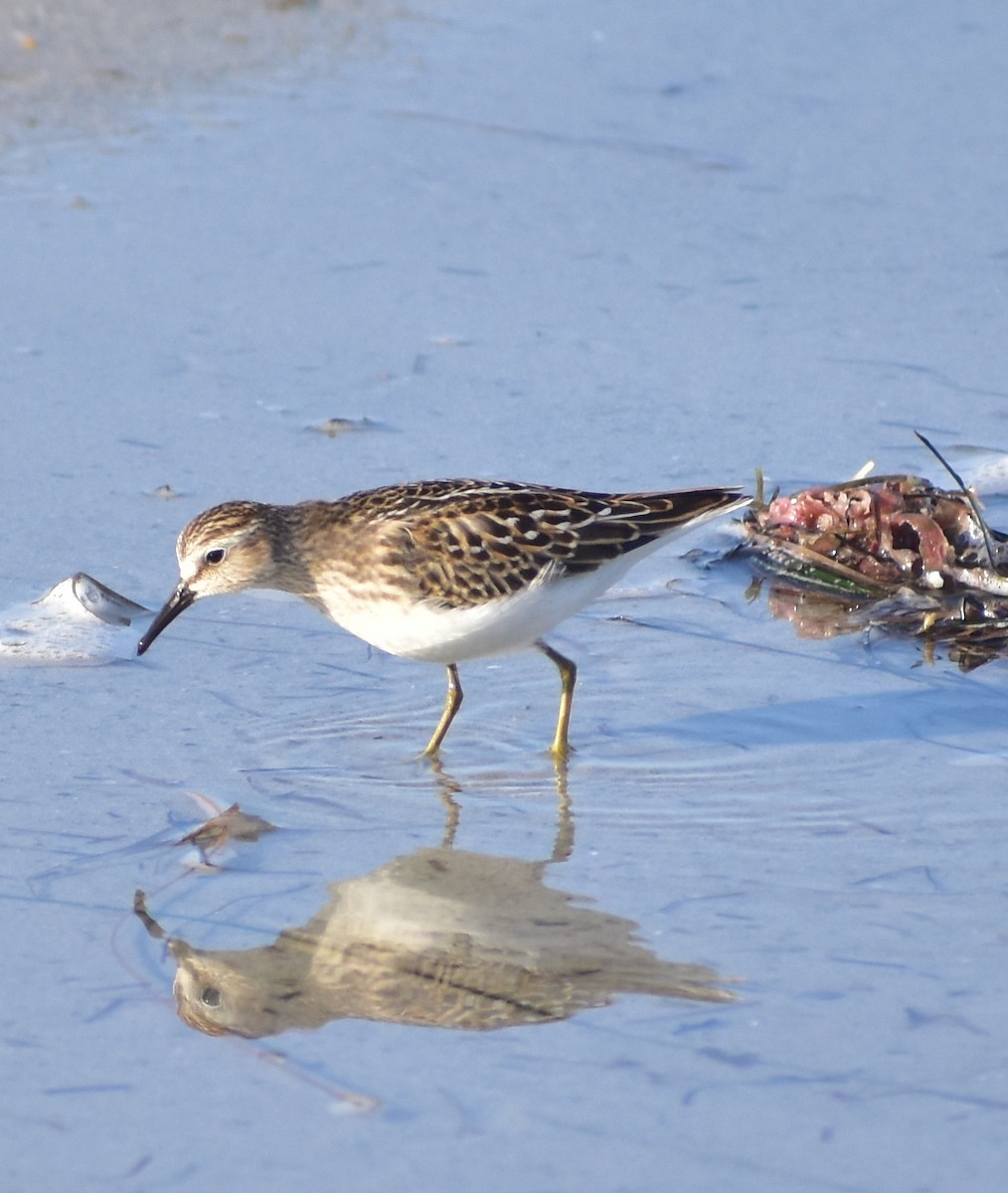 Least Sandpiper - ML641099329