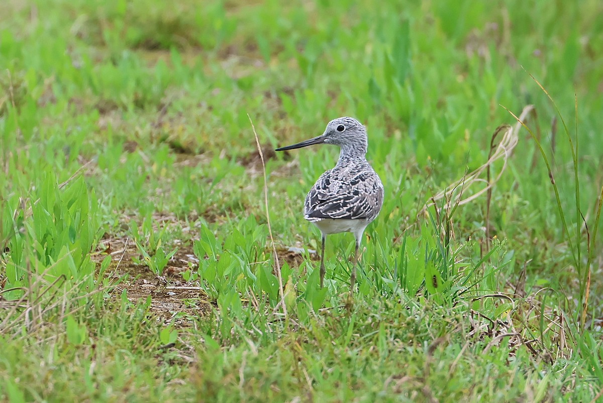 Common Greenshank - ML641099333