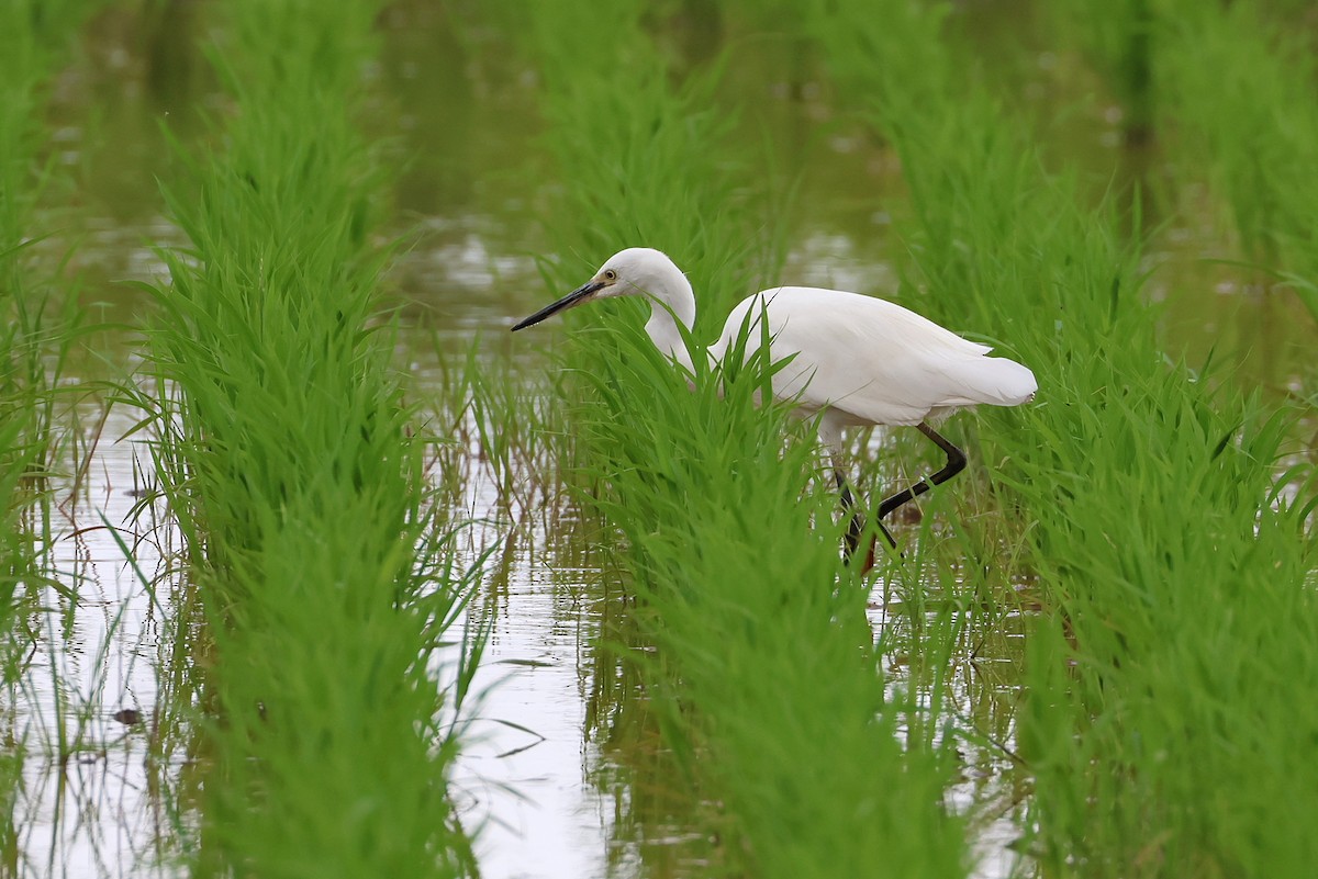 Little Egret - ML641099353