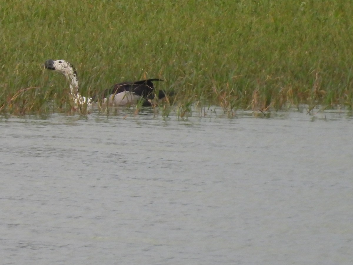 Knob-billed Duck - ML641099354