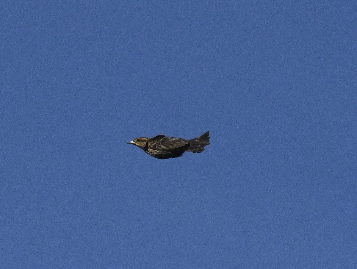 Red-winged Blackbird (Red-winged) - ML641099357